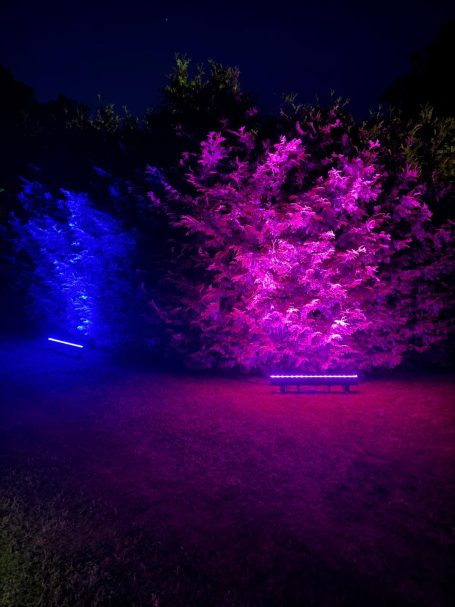 Bunte Lichter in blau und pink beleuchten einen grünen Gartenbereich bei Nacht.